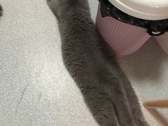 -我爱猫咪·猫咖·狗咖·安哥拉兔·羊驼咖(小寨华旗店)