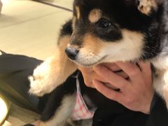 -逗柴咖啡屋·狗咖猫咖宠物桌游