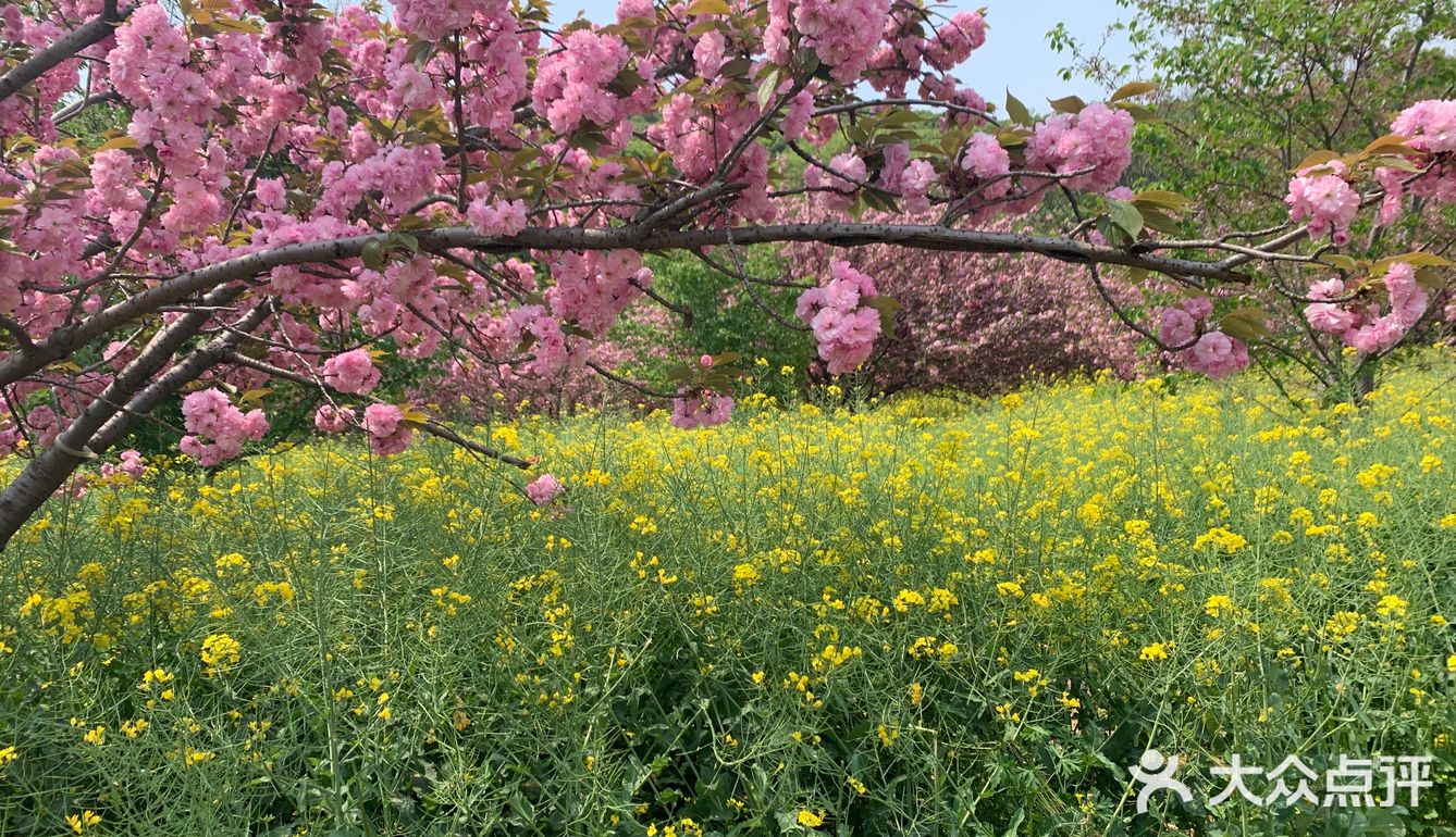 踏青绝好去处，上方山赏花可
