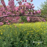 踏青绝好去处，上方山赏花可