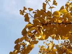 -遵化市禅林寺古银杏风景园