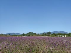 -北京东方普罗旺斯薰衣草庄园