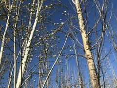 景点-野鸭湖国家湿地公园