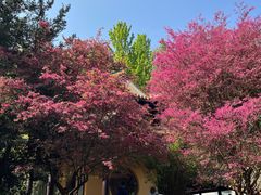 -岳麓山风景名胜区