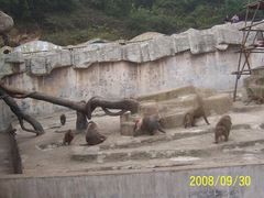 -大连森林动物园