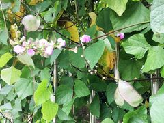 -上海老范农家乐(崇明前卫村店)