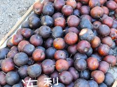 -蒲河大集