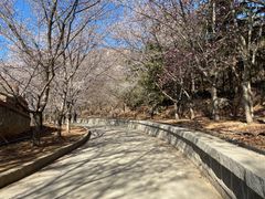 -樱花山风景区
