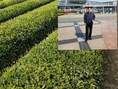 -独垛春茶(阳光花园店)