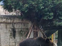 -灵玲国际马戏城