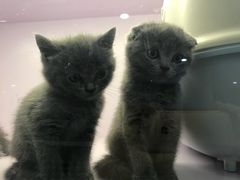 -喵的天空名猫咖啡馆·撸猫·猫舍·用品