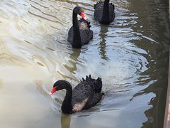 景点-溱湖国家湿地公园