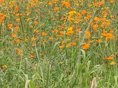 -紫颐香薰山谷景区