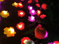-广西壮族自治区药用植物园