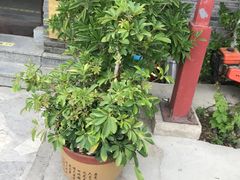 -梨木台悦来客农家院