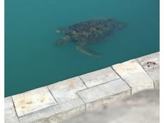 -广东惠东海龟国家级自然保护区