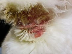 -雨林宠物医院 非犬猫异宠专科