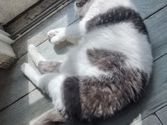 -海边的猫和咖啡馆
