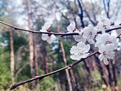 -黑龙江省森林植物园