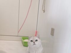 -关爱宠物医院·猫科中心·消化科(滨湖万达分院)