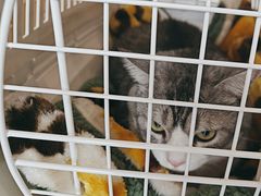 -凯特喵百思猫专科医院