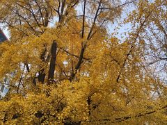 -四川大学(华西校区)