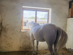 -北京群众马术培训基地