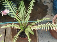 -秦美花卉(天朗·莱茵小城2期店)