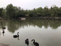 -溱湖国家湿地公园