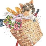 搞怪萌宠🐭进行时🐾