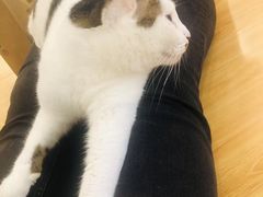 -momokira米努特·德文卷毛猫·棉花面纱犬