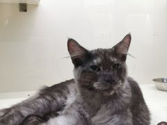 -十年猫舍·猫咪专门店(普陀店)