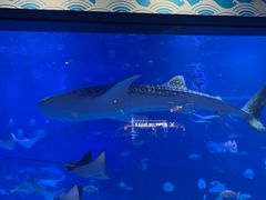 -烟台海昌鲸鲨海洋公园