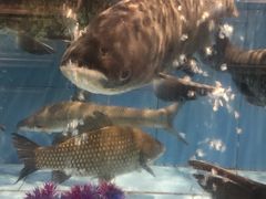 -盒马渔市(平高企业集团·平高广场店)