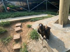 -西霞口神雕山野生动物世界