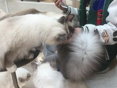 -瞄一喵猫咖(格力海岸店)