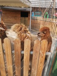 -萌宠亲子动物乐园(槐房万达店)