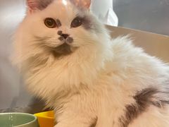 -猫大福·Fortune Cat猫舍(百子湾店)