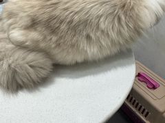 -派特宠物医院(圆融广场店)