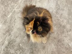 -More Fun猫咖 二十只万元加菲主题