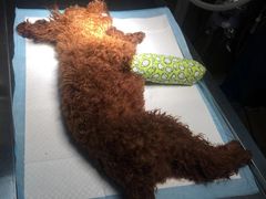 -惠康宠物医院(华能路店)