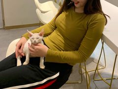 -飞行喵MR PILOT|猫舍·猫咖(静安大融城店)