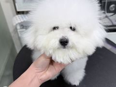 -八公叔叔宠物美容连锁(春申店)