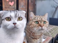 -喵屿·大理花园猫咖