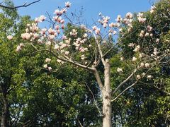 -上海滨江森林公园