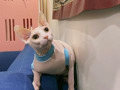 -北京观赏动物医院·24小时大型综合·猫专科·异宠专科