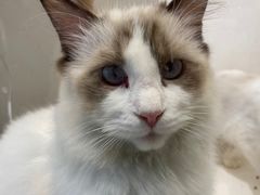 -喵喵咪呀布偶猫咖(春熙路店)