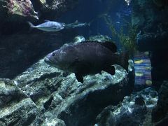 -暹罗海洋世界