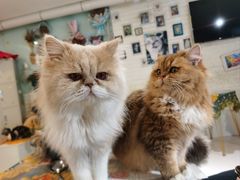 -平行世界·猫咖(首经贸店)