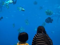 -瑞德姆美人鱼海底演艺主题餐厅(亚龙湾店)